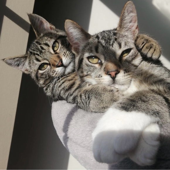 Meet your Posher, Brenda - Picture 1 of 1